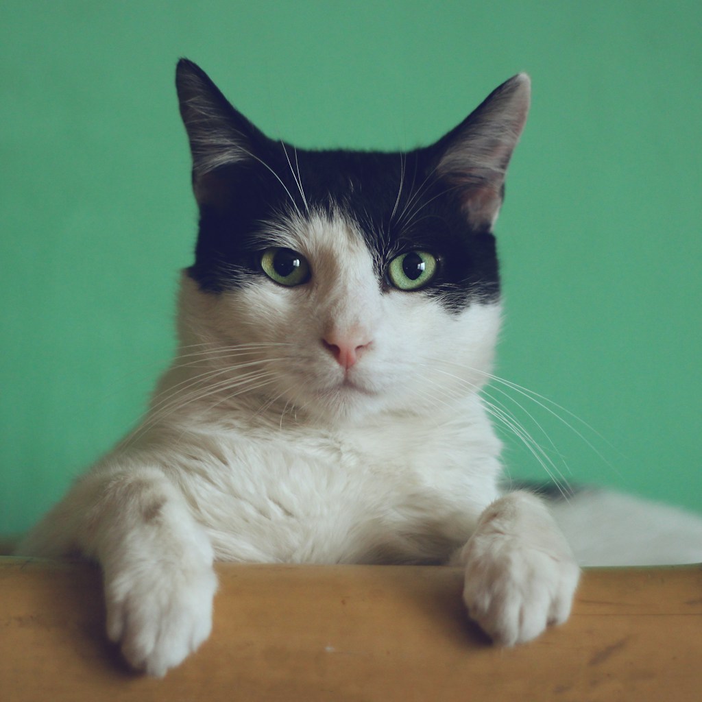 Cat Jump - Start