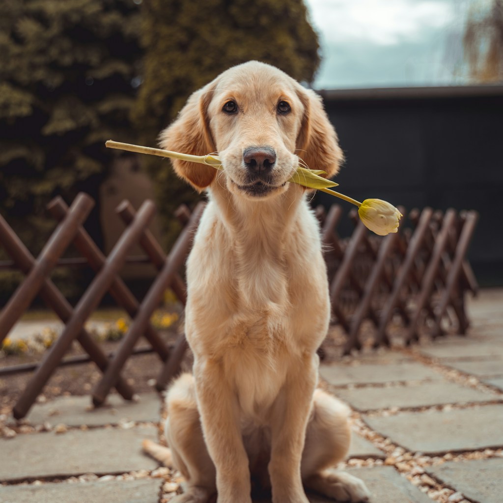 Cowboy Dog