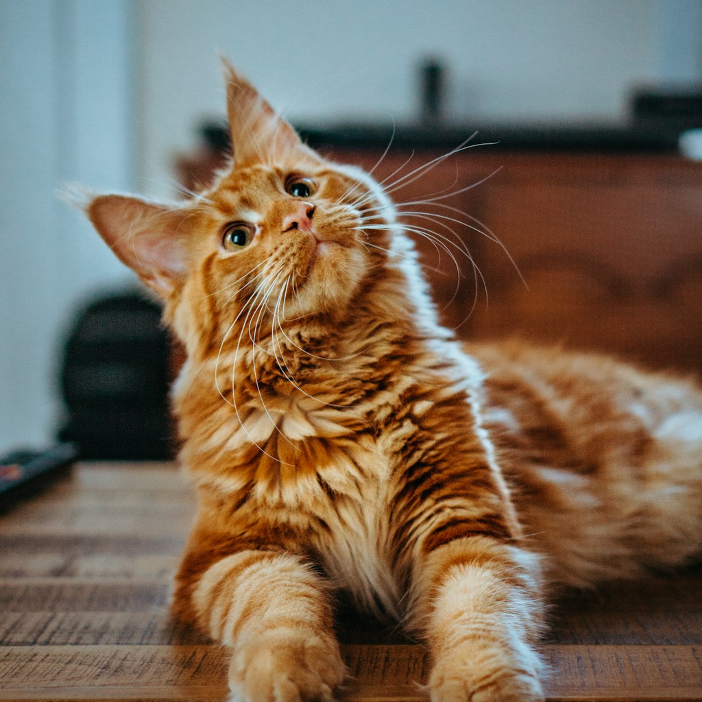 Cat Jump - End