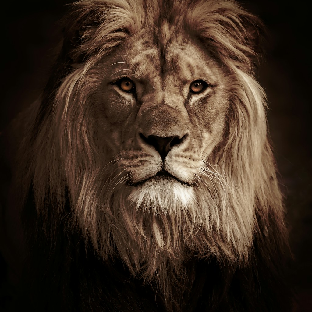 Royal Lion